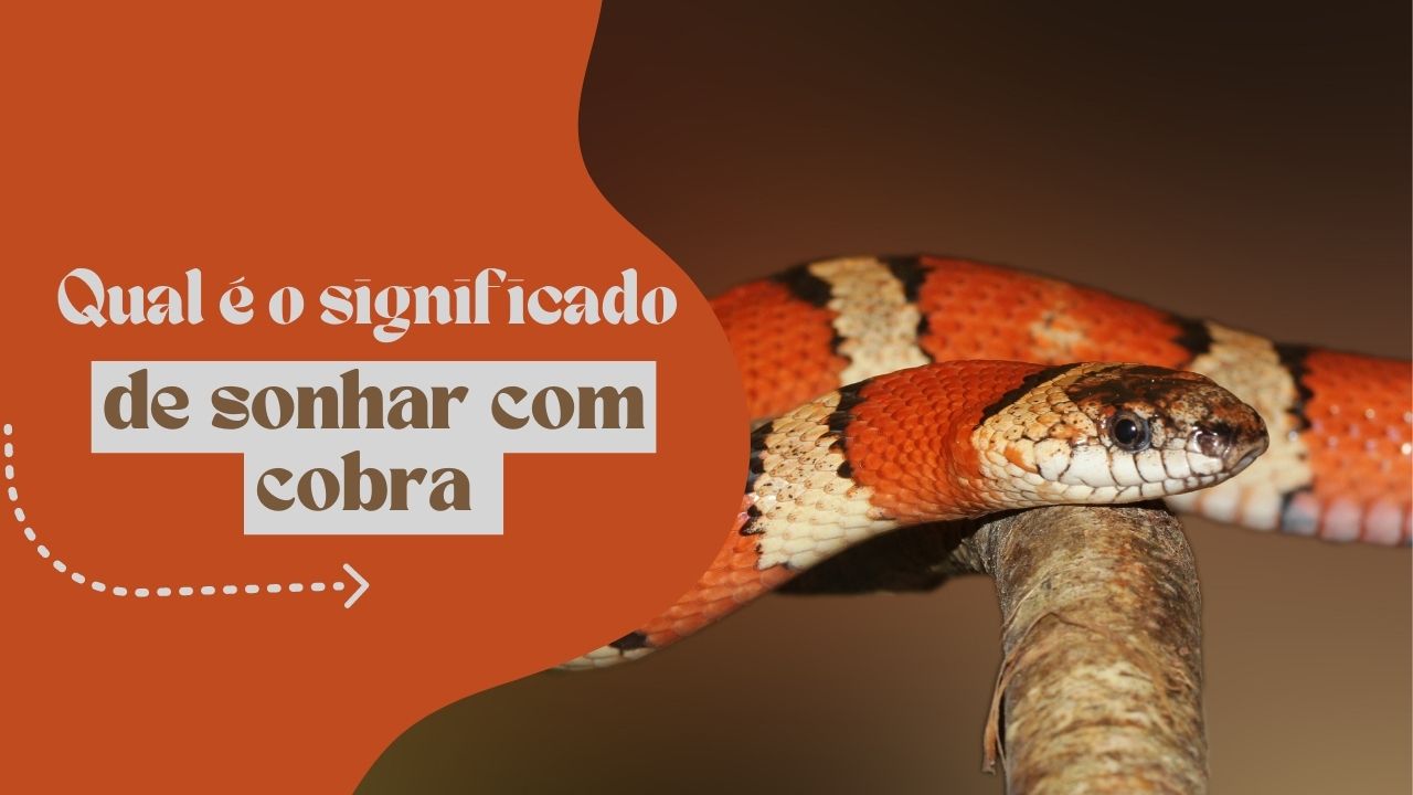 Qual é o significado de sonhar com cobra