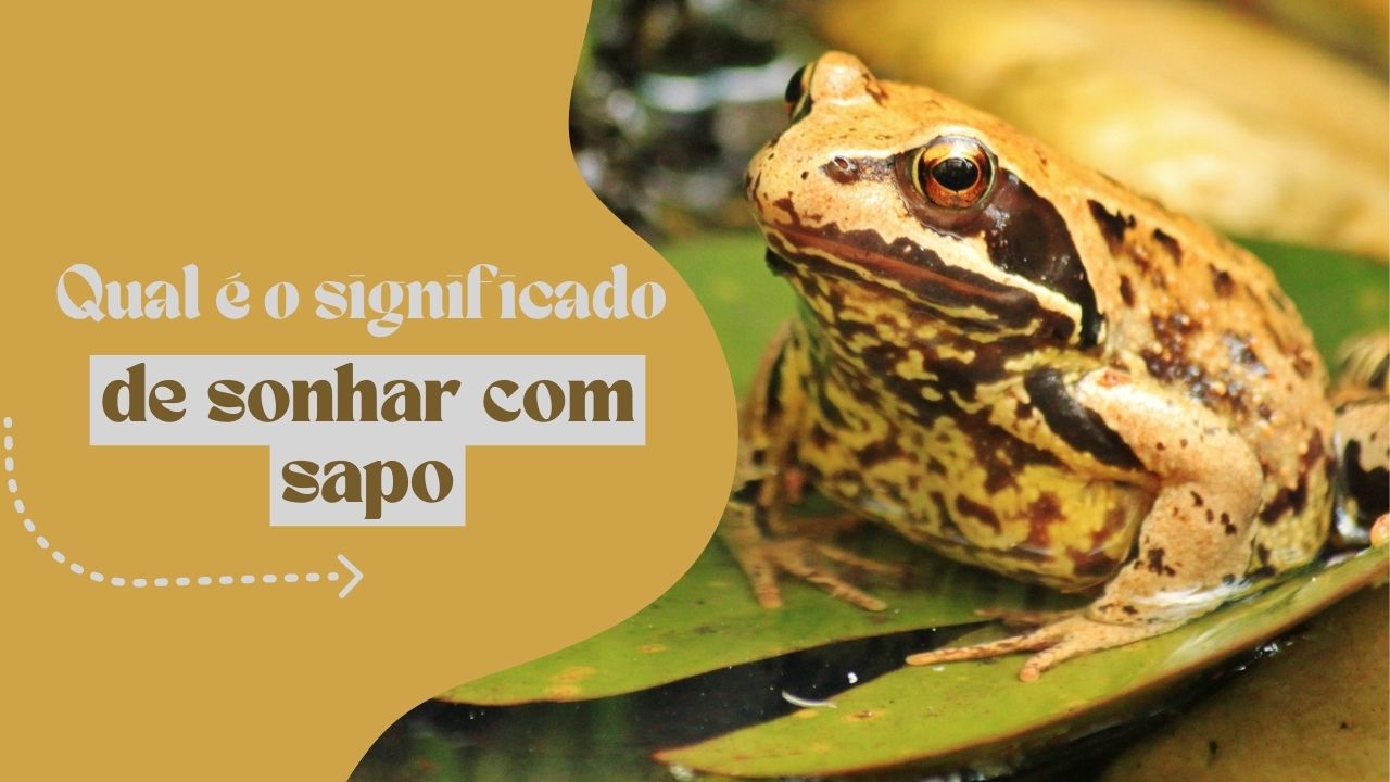 Qual é o significado de sonhar com sapo