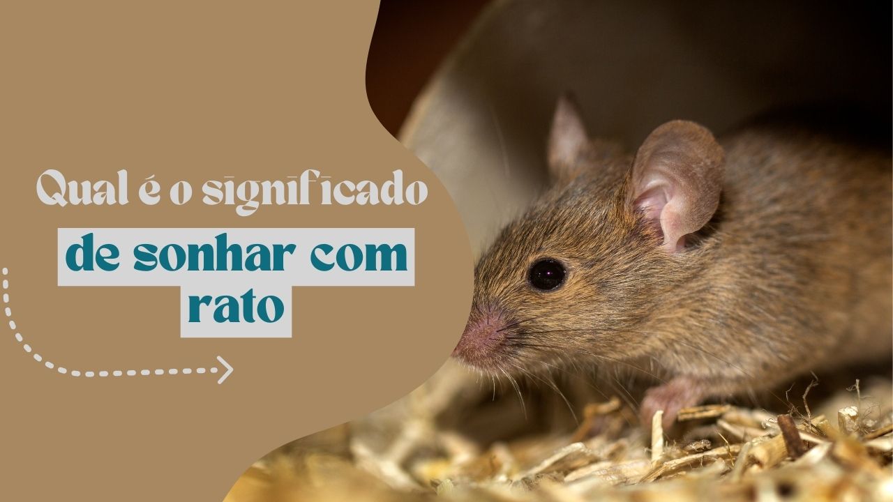 Qual é o significado de sonhar com rato